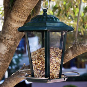 кормушки для птиц / bird feeders