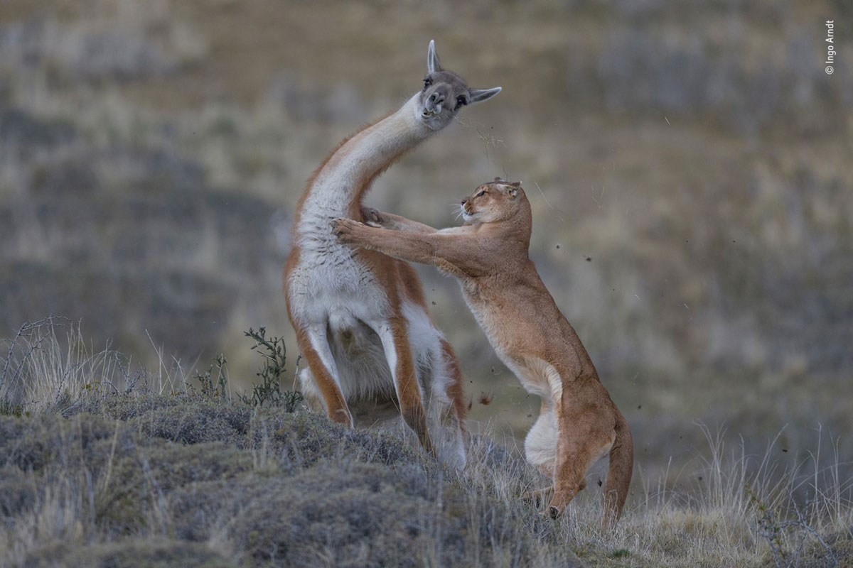 The equal match by Ingo Arndt, Germany. Joint Winner 2019, Behaviour: Mammals