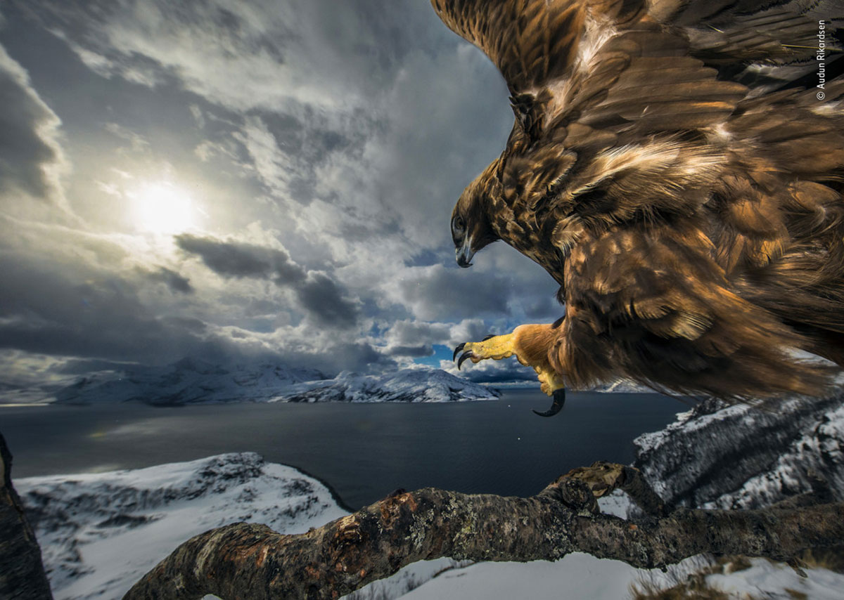 Land of the eagle by Audun Rikardsen, Norway. Winner 2019, Behaviour: Birds